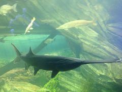 -瑞普利水族馆
