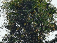 -瑞丰园庭院餐厅·白族传统家常菜