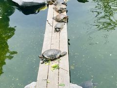 -龙华寺