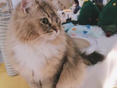 -COLOR PETS 撸猫馆·购猫·猫咖(长风大悦城店)