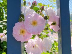 -杭州观成实验学校