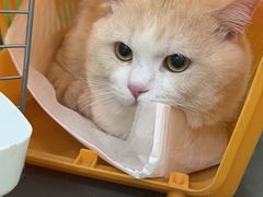 -北京观赏动物医院·24小时大型综合·猫专科·异宠专科