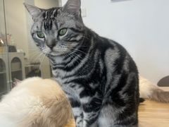 -有喵·猫咖·狗咖·30几只猫10只小狗(岗厦店)