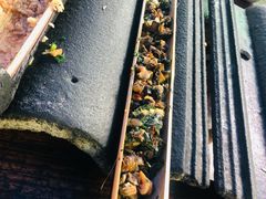 竹筒田螺肉-竹泉农庄·竹筒饭(从化店)