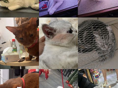 -小猫来了·猫舍(红山六九七九店)