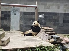 -中国大熊猫保护研究中心雅安碧峰峡基地