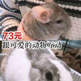 73元跟可爱的动物[呲牙]