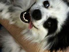 -安安宠医宠物医院·异宠·犬猫内科(岳阳分院)