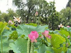 -建华生态湿地百荷园