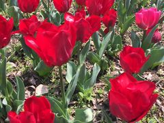 -昆山城市生态森林公园