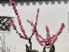 -无锡梅园公园