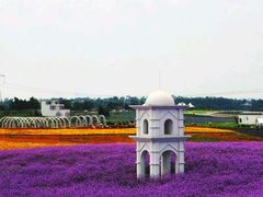 -紫颐香薰山谷景区