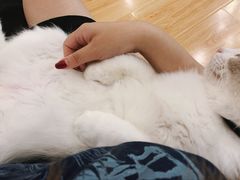 -momokira米努特·德文卷毛猫·棉花面纱犬