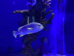 -上海海昌海洋公园