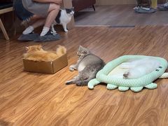 -MOCHA明星猫咖(田子坊店)