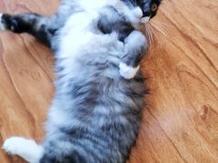 -宠福鑫康馨动物医院·骨科·眼科