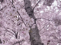 -高东镇樱花园