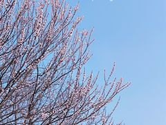 -南京古林公园