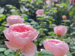 -谷咖啡·鲜花绿植花园餐厅