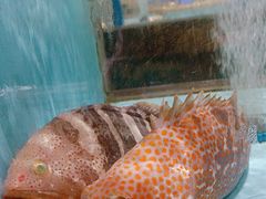 -阿伟海鲜楼·福建菜(延寿店)