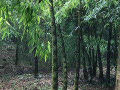 -江南天池