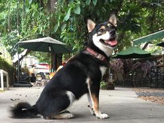 -柴犬高等学院·狗咖·柴犬售卖·宠物训练