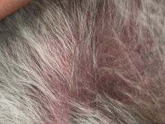 -康乐宝动物医院