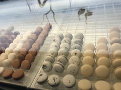 马卡龙-BLACKSWAN黑天鹅(环球店)