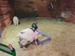 -正佳雨林生态植物园