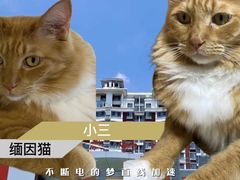 拿铁咖啡-藏猫猫咖啡主题馆(中央大道店)