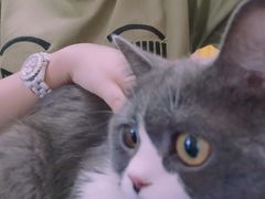 -宠爱国际动物医院· 猫科· 外科·中兽医(长白店)