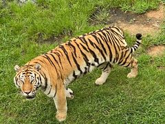 -西霞口神雕山野生动物世界