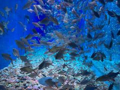 -成都浩海立方海洋公园