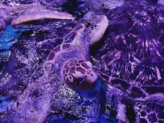 -海合安武汉极地海洋公园