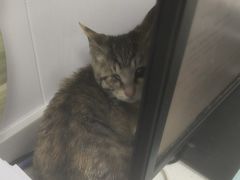 -艾贝尔宠物医院·宠保定点·超声绝育·免疫点(樱花路店)