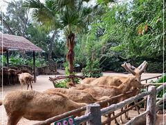 -海南热带野生动植物园