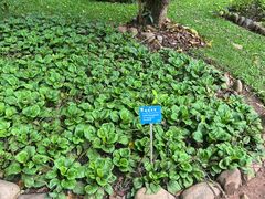 -中国科学院西双版纳热带植物园
