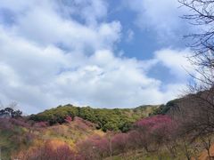 -新建村梅花