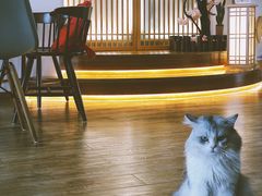 -猫小主咖啡·猫咖cat cafe(福田店)
