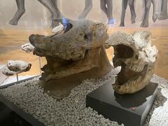 -国家自然博物馆