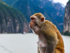 -白帝城·瞿塘峡景区