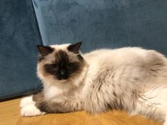 -滚猫咖啡·猫咖·猫友好撸猫(未来城店)