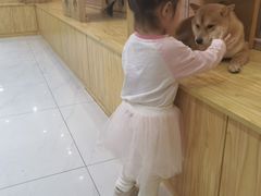 -柴源莊·柴小宠柴犬咖啡
