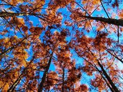 -上海海湾国家森林公园