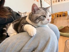 -有喵·猫咖·狗咖·40+猫狗有小奶狗(岗厦店)