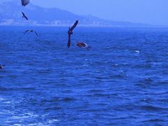 -海驴岛(荣成市)