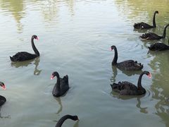 -溱湖国家湿地公园