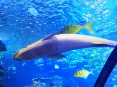 -太平洋海底世界