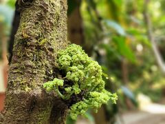 -莫里热带雨林景区