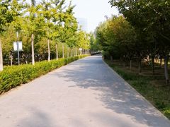 -大兴滨河森林公园